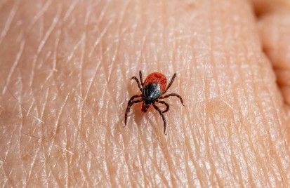 Lyme's and pelvic health